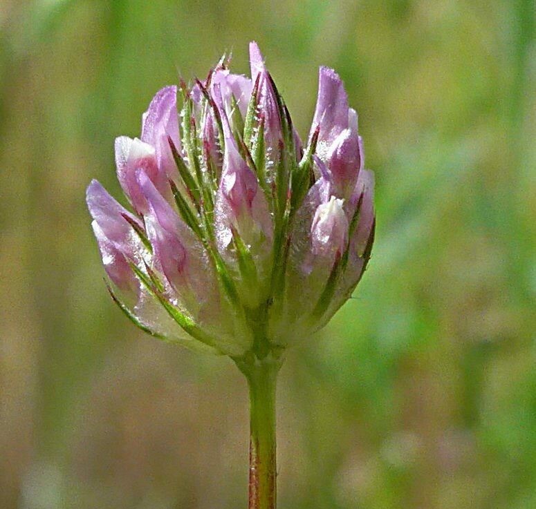 High Resolution Trifolium ciliolatum Flower